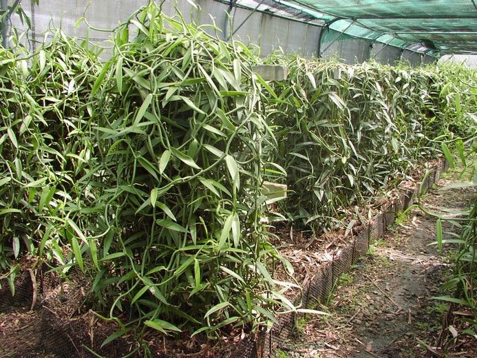 kebun PLANIFOLIA